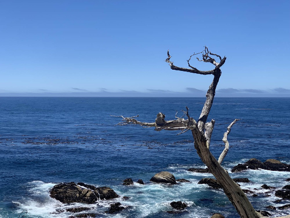 Photographed on the coast of Highway 17 in California, USA in 2019