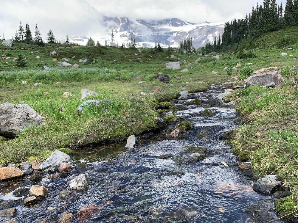 Photographed in 2022 at Mount Rainier, Washington State, USA