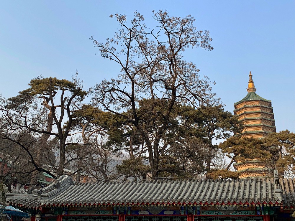 Photographed in Beijing Badachu in early 2018