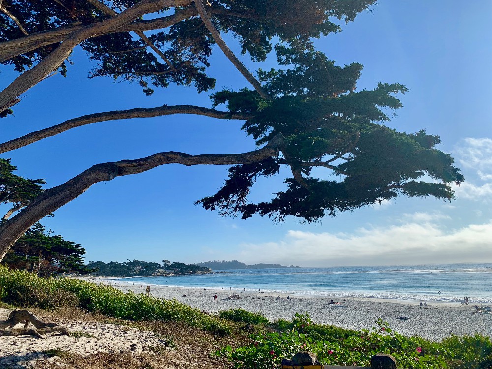 Photo taken in 2019 on the beach in Carmel, California, USA, with pine trees decorated by the sea breeze